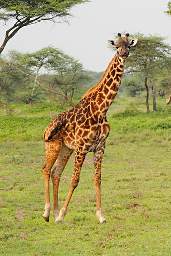 Giraffes