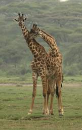 Giraffes