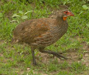 Grey Breasted Spurfowl