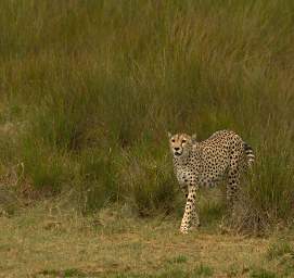 Cheetah