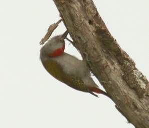 Xxx Grey Woodpecker