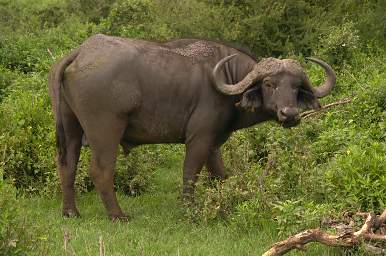 Ndutu Cape Buffalo