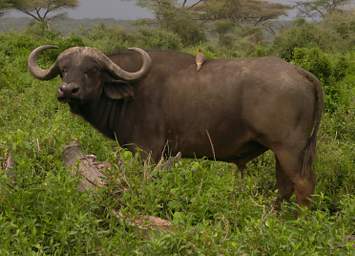 Cape Buffalo Yellow Billed Oxpecker