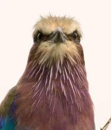 Lilac Breasted Roller