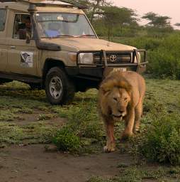 Lion Land Rover