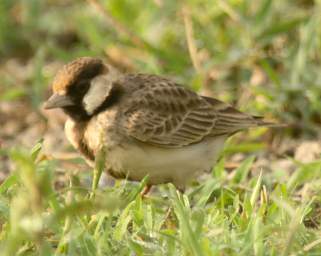 Fishers Sparrow Lark