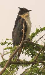 Black And White Cuckoo