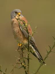 Lesser Kestrel