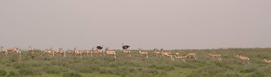 Ostrich Grants Gazelles