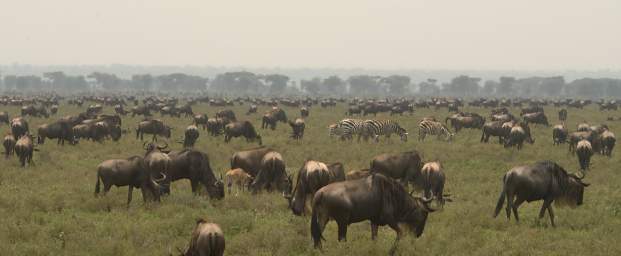 Ndutu Herds