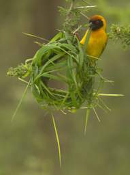 Vitelline Masked Weaver