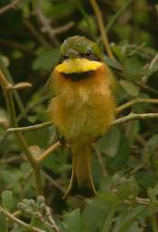 Little Bee Eater