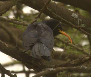 Abyssinian Scimitarbill