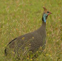 Helmeted Guineafowl