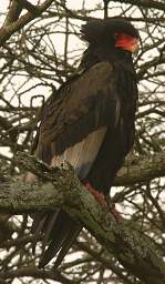 Bateleur Eagle