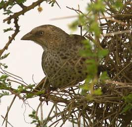 Rufous Tailed Weaver