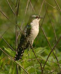 Diederik Cuckoo