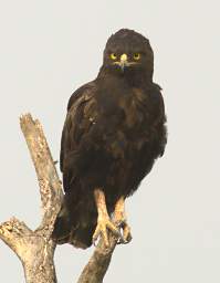 Long Crested Eagle