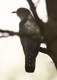 African Cuckoo