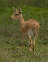 Steenbok