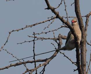  Blue Naped Mousebird