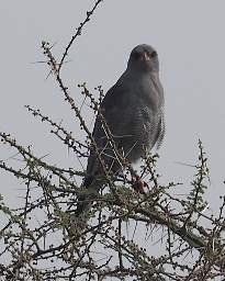  Dark Chanting Goshawk