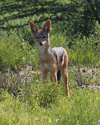  Black Backed Jackal