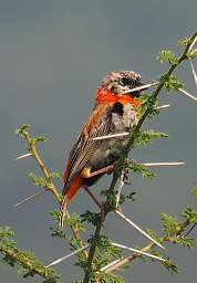  Southern Red Bishop