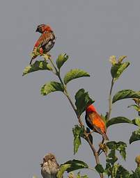  Southern Red Bishop