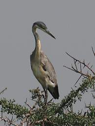 Black Headed Heron