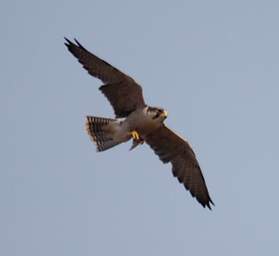 Lesser Kestrel