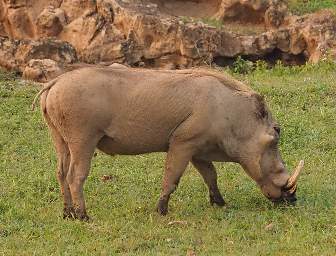 Warthog