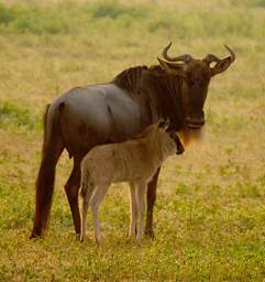  Wildebeest