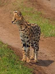  Serval Cat