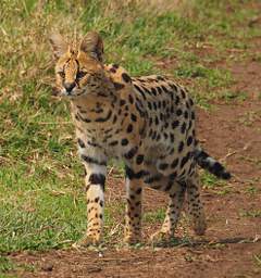  Serval Cat