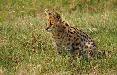  Serval Cat