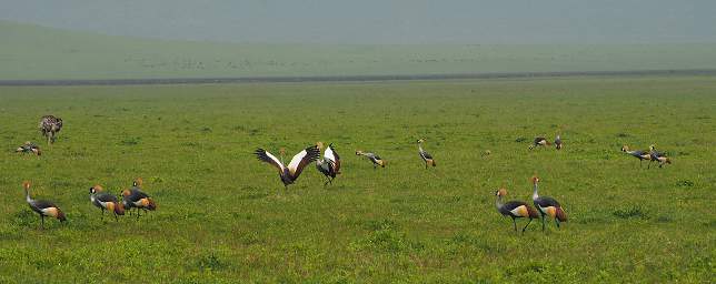  Crowned Crane