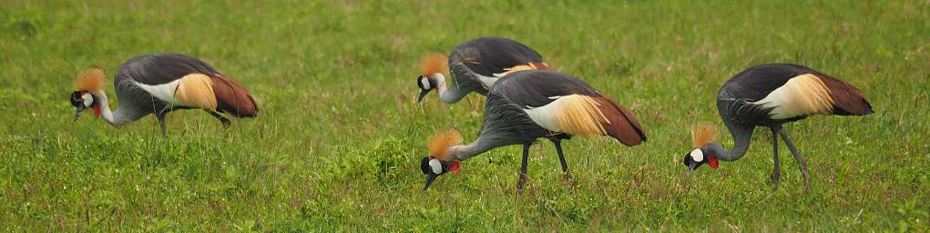  Crowned Crane