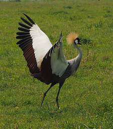  Crowned Crane