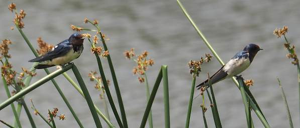 Xxx Barn Swallow