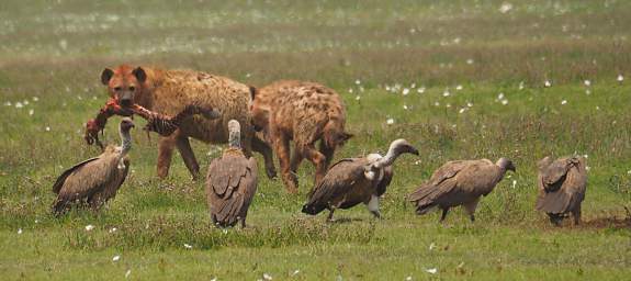  Hyenas and Vultures