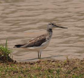  Common Greenshank