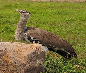  Kori Bustard