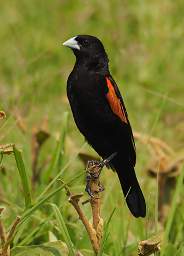  Fan Tailed Widowbird