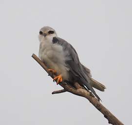  Black Shouldered Kite