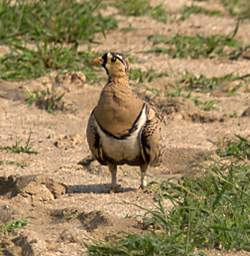  Yellow Necked Sand Grouse