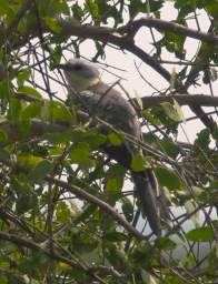  Great Spotted Cuckoo