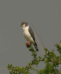  Pygmy Falcon