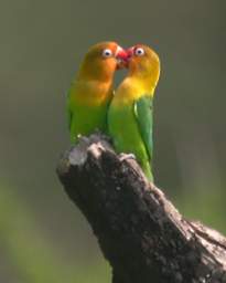 Fishers Lovebird