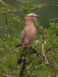 Rufous Crowned Roller